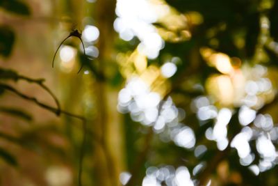 Close-up of plant against blurred background