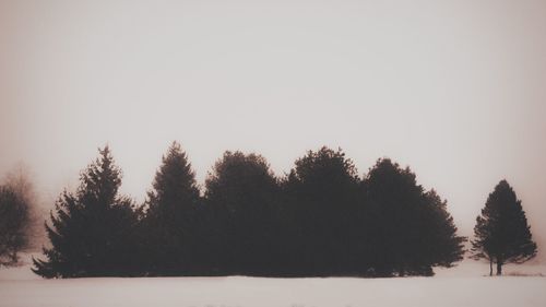 Trees on field against clear sky during winter