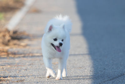 Close-up portrait of white dog on road