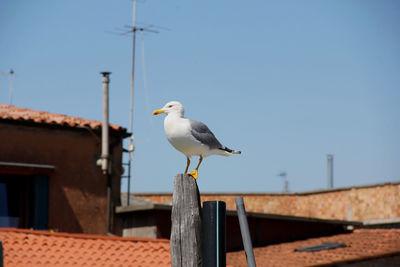 Seagull perching on wooden post against clear blue sky
