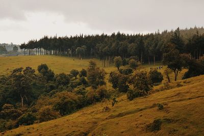 A pine-tree forest against sky, kinale forest, kijabe hills, kenya