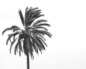 Low angle view of palm tree against clear sky