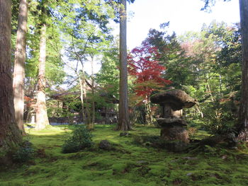 Trees in forest