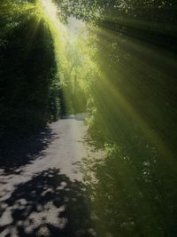 Road passing through forest