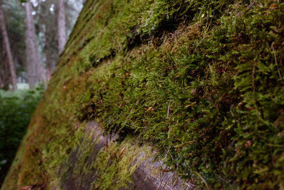 Close-up of moss on tree trunk