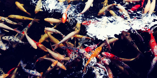 High angle view of koi carps swimming in water