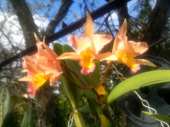 Low angle view of yellow flowers