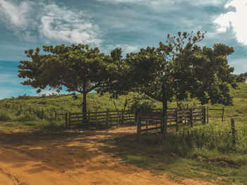 Trees on field against sky