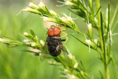 Close-up of insect on plant