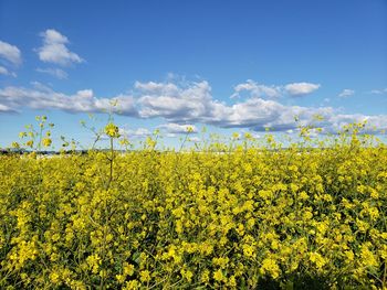 Scenic view of oilseed rape field against sky