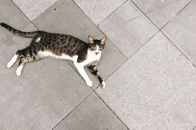 High angle portrait of cat sitting on street