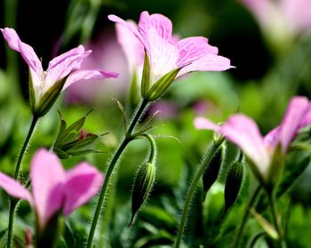 Close-up of pink flowers blooming outdoors