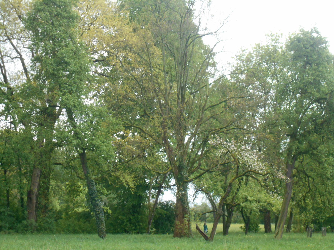 plant, tree, green, grass, growth, beauty in nature, nature, land, field, meadow, tranquility, pasture, environment, day, no people, woodland, landscape, tranquil scene, sky, grove, outdoors, scenics - nature, non-urban scene, land lot, foliage, lush foliage, shrub