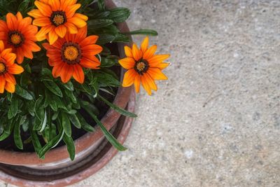 High angle view of orange flowering plant