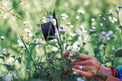 Close-up of hand holding flowers