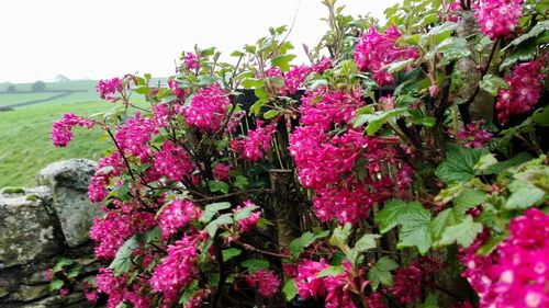 Close-up of pink flowers