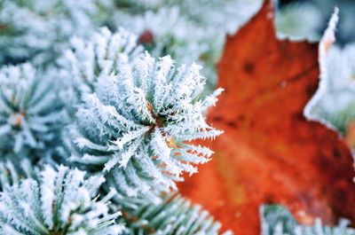 Close-up of frozen plant during winter