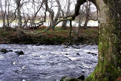 View of river flowing through forest