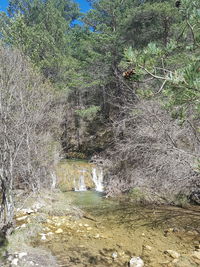 Scenic view of river flowing through forest