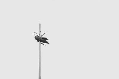 Close-up of insect