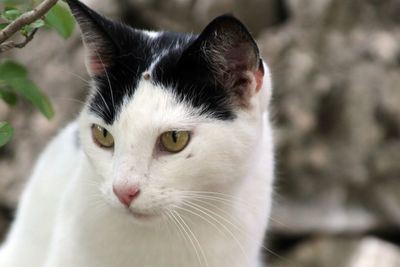Close-up portrait of cat