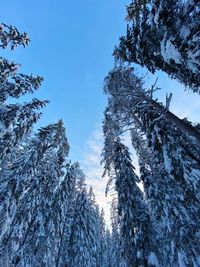 Low angle view of trees against sky