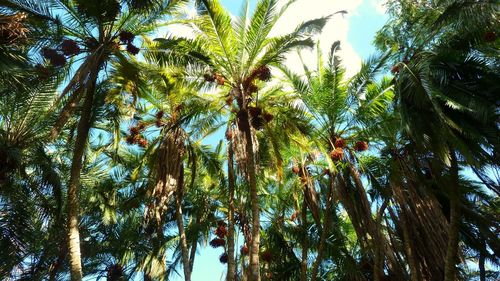 Low angle view of coconut palm trees against sky