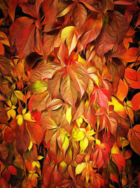 Full frame shot of orange leaves on plant during autumn