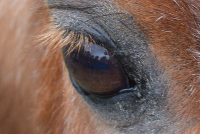 Extreme close up of horse