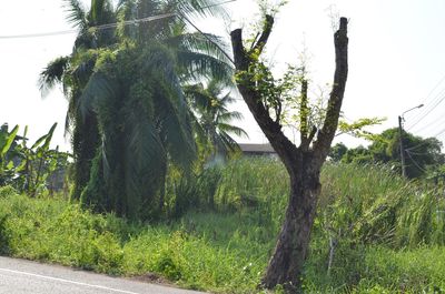 Palm trees on field against sky