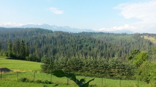 Scenic view of grassy field