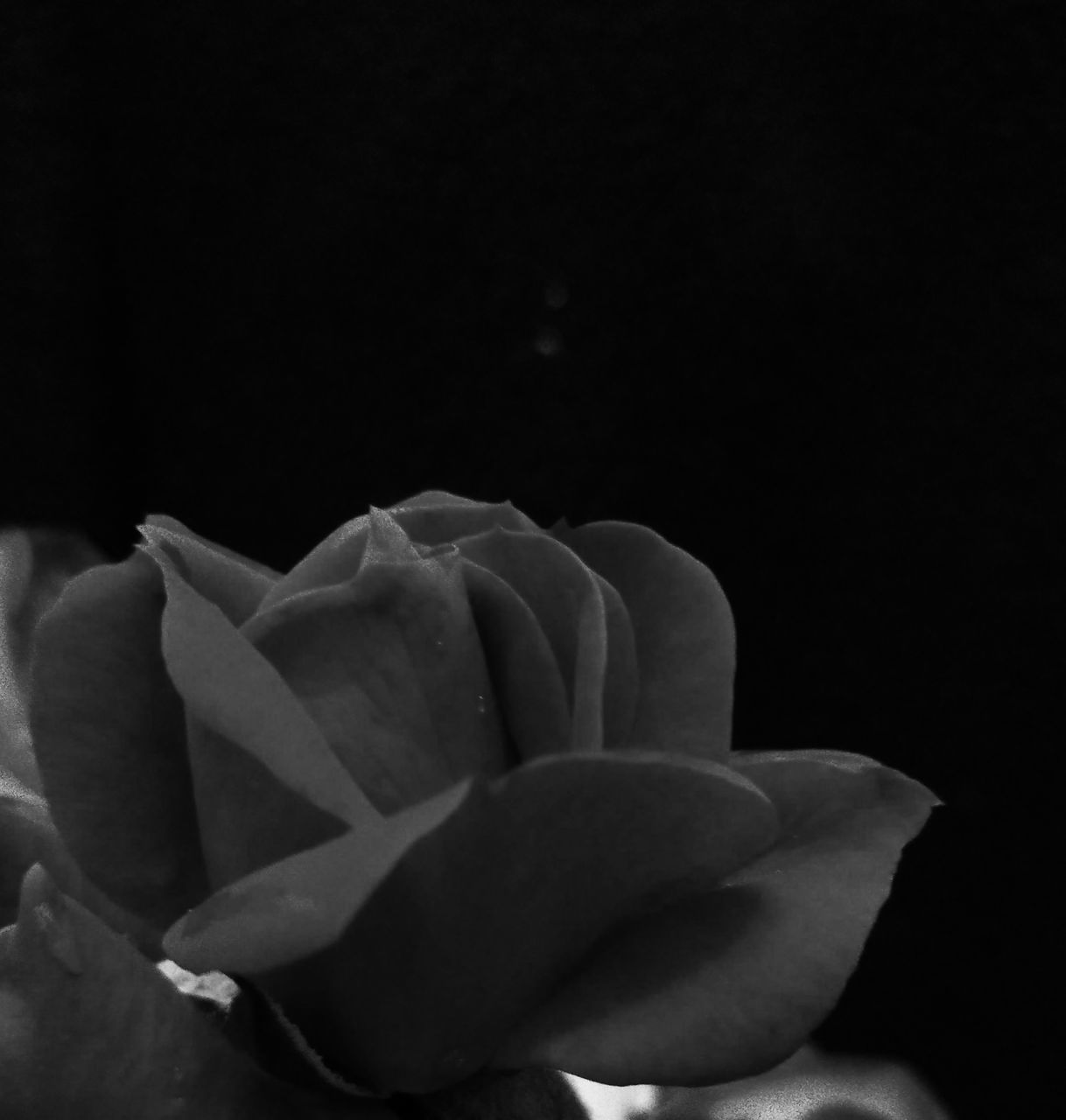 CLOSE-UP OF ROSE FLOWER AGAINST BLACK BACKGROUND