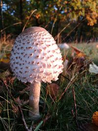 Close-up of mushroom growing on field in forest