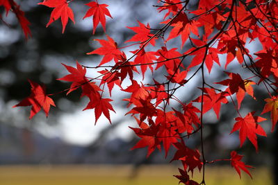 Close-up of maple leaves on tree