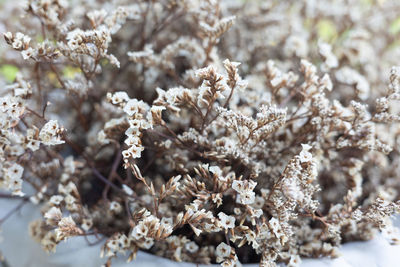 Close-up of white flowering plant