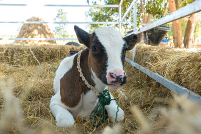 Cow in a field