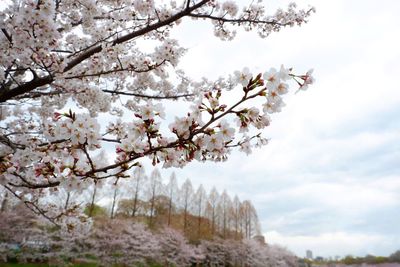 Low angle view of apple blossoms in spring