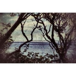 Bare trees in water