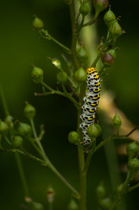 Close-up of butterfly pollinating on flower