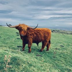 Cow standing on field against sky