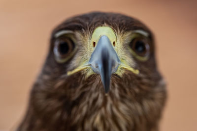 Close-up portrait of owl