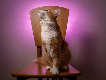 Ginger cat posing on a wooden chair. purple creative light