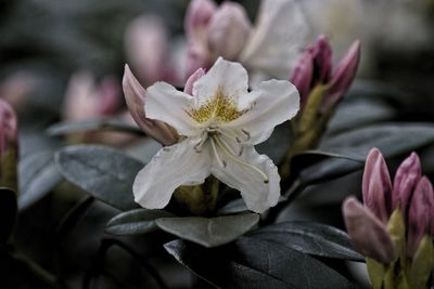 Close-up of flowering rhododendron 