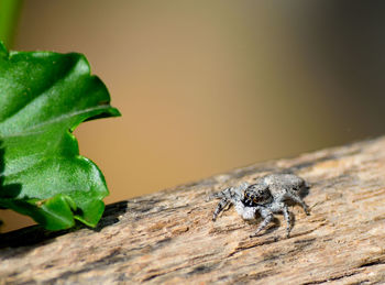 Close-up of insect on wood