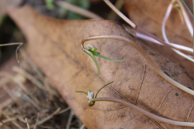 Close-up of insect on leaves