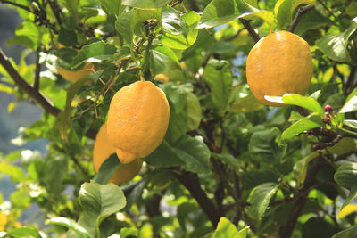 Fruit growing on tree