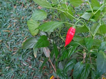 High angle view of red chili peppers on plant