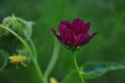 Close-up of purple flower