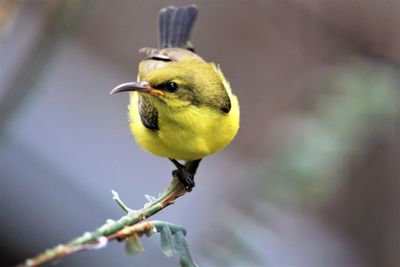 Close-up of bird perching on branch