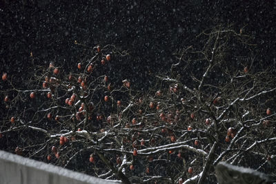 Close-up of frozen plant on land